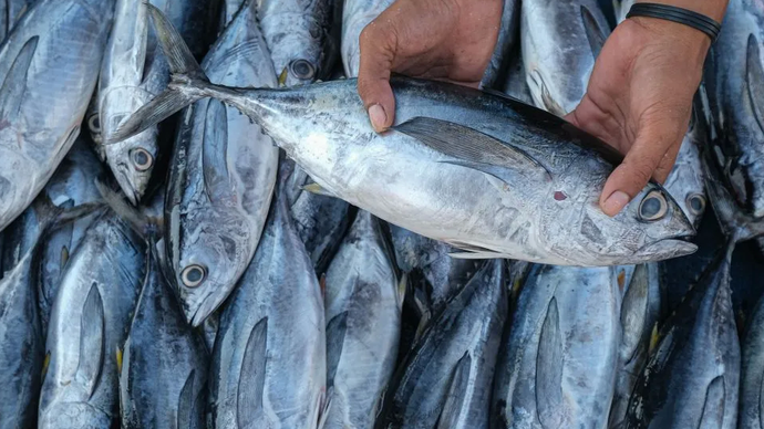 Ilustrasi: Pedagang menunjukkan ikan jenis cakalang jualannya di Tempat Pelelangan Ikan (TPI) Higienis Sodoha, Kendari, Sulawesi Tenggara, Jumat (8/11/2024). 