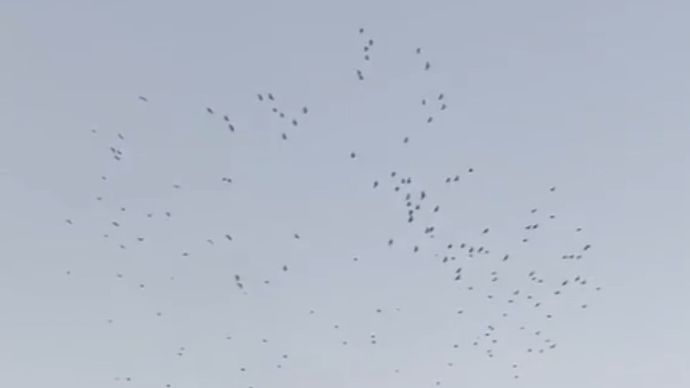 Viral Sekelompok Burung Beterbangan di Langit Timor Leste Usai Misa Paus Fransiskus