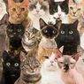 Resesi Seks Terjadi di Negara Tetangga RI, Banyak yang Pilih Adopsi Kucing