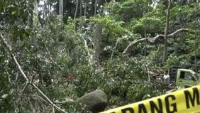 Kepala Dinas Pariwisata Bali, Tjok Bagus Pemayun, menyatakan bahwa objek wisata Monkey Forest di Gianyar untuk sementara ditutup akibat insiden pohon tumbang yang terjadi pada Selasa, 10 Desember 2024.