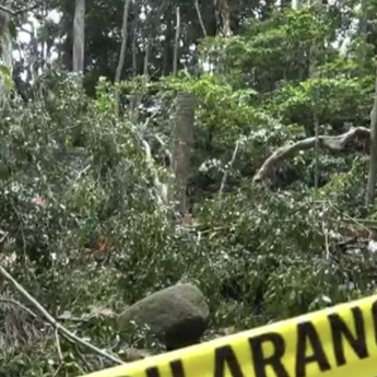 Monkey Forest Ubud Tutup Sementara Pasca Pohon Tumbang Tewaskan 2 WNA