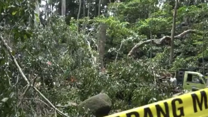 Kondisi objek wisata Monkey Forest usai kejadian pohon tumbang dampak cuaca ekstrem, di Gianyar, Bali, Rabu (11/12/2024)