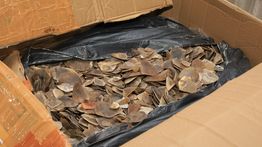 Bea Cukai Tanjung Priok Gagalkan Ekspor Ilegal 3 Ton Sisik Trenggiling ke Kamboja Senilai Rp183 Miliar