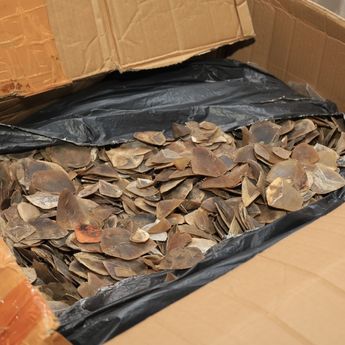 Bea Cukai Tanjung Priok Gagalkan Ekspor Ilegal 3 Ton Sisik Trenggiling ke Kamboja Senilai Rp183 Miliar