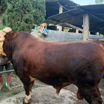 1.098 Sapi Kurban Prabowo Berkualitas Premium dari Peternak Lokal
