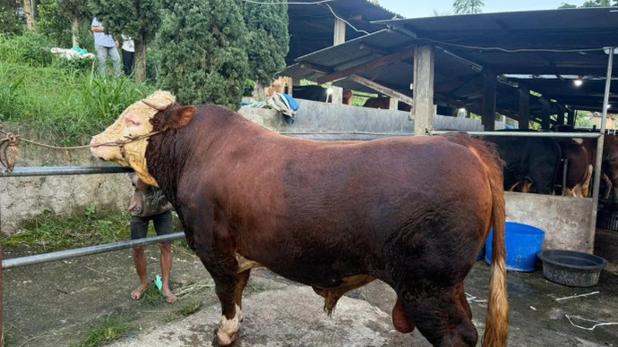Sapi dengan bobot sekitar 1,1 hingga 1,2 ton terpilih oleh Presiden Prabowo untuk dikurbankan di Dayeuhkolot, Bandung, Jawa Barat. ANTARA/HO-Pemkab Bandung/aa.