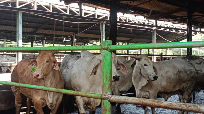 Sapi kurban di Perumda Dharma Jaya, Penggilingan, Cakung, Jakarta Timur, Selasa (26/5/2026). (ANTARA/Siti Nurhaliza).