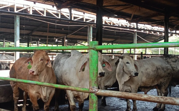 Sapi kurban di Perumda Dharma Jaya, Penggilingan, Cakung, Jakarta Timur, Selasa (26/5/2026). (ANTARA/Siti Nurhaliza). <b>(Antara)</b>