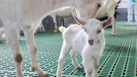 Ilmuwan China berhasil menciptakan terobosan dalam teknologi pembiakan ternak dengan mengkloning enam kambing perah super dalam proyek yang dipimpin oleh Universitas Sains dan Teknologi Pertanian dan Kehutanan Barat Laut China.