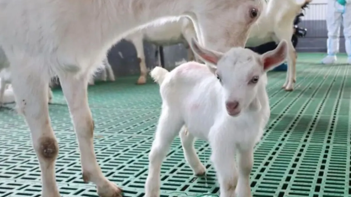 Ilmuwan China sukses mengkloning massal kambing perah produktivitas super tinggi (Xinhua)