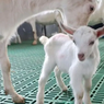 Ilmuwan China Berhasil Kloning Enam Kambing Perah Penghasil Susu Super Tinggi