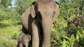 Kementerian Kehutanan (Kemenhut) melalui Balai Taman Nasional Tesso Nilo (TNTN) di Riau mengumumkan kabar kelahiran seekor anak gajah sumatera (Elephas maximus sumatranus) yang dilahirkan oleh induk bernama Ria pada Rabu, 10 Juni 2026.