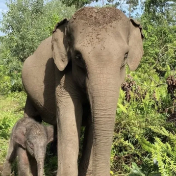 Kabar Gembira dari Riau: Anak Gajah Sumatera Lahir di Taman Nasional Tesso Nilo