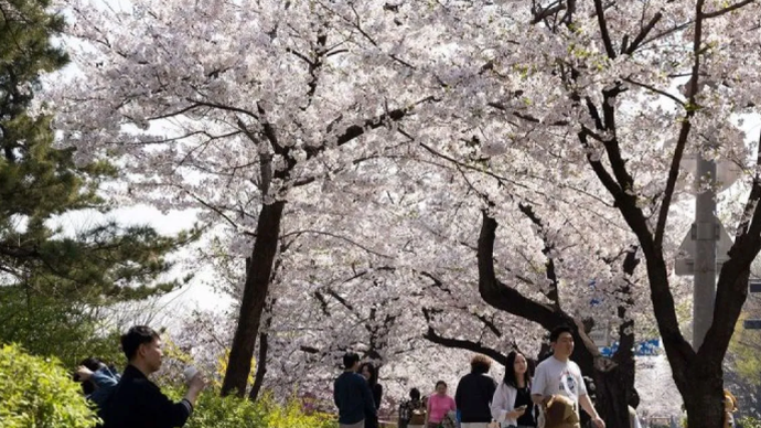 Arsip - Orang-orang berjalan di bawah bunga sakura di Taman Yeouido, Seoul, Korea Selatan (11/4/2025). (ANTARA/Xinhua/Jun Hyosang/aa.)