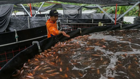Kementerian Kelautan dan Perikanan (KKP) menyatakan ikan nila atau tilapia kini menjadi salah satu komoditas unggulan baru ekspor perikanan Indonesia seiring meningkatnya permintaan pasar global, terutama dari Amerika Serikat dan Eropa.
