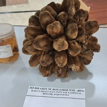 BRIN Temukan 29 Spesies Flora Baru di Indonesia Sepanjang 2025-2026