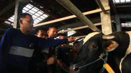Prabowo Salurkan Sapi Kurban 910 Kilogram untuk Pondok Gontor
