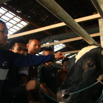 Prabowo Salurkan Sapi Kurban 910 Kilogram untuk Pondok Gontor