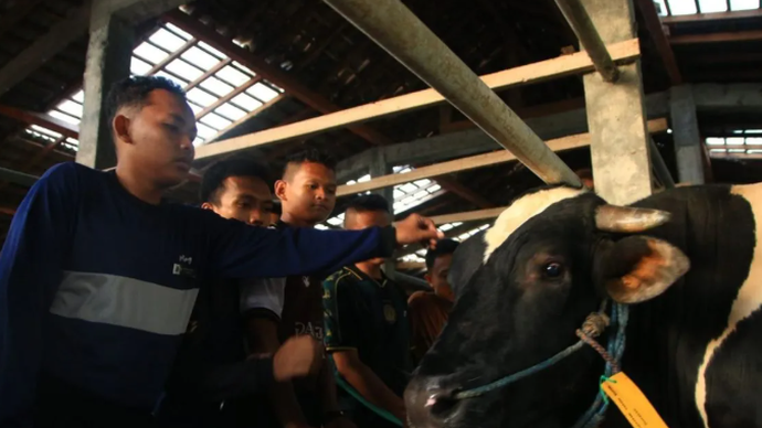 Santri antusias menerima sapi kurban sumbangan Presiden RI Prabowo Subianto di Pondok Modern Darussalam Gontor, Ponorogo, Jawa Timur, Senin (25/5/2026). ANTARA/HO-Pondok Modern Darussalam Gontor