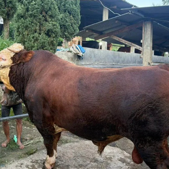 MUI Tegaskan Sapi Kurban Presiden dari APBN Sah dan Tak Perlu Jadi Polemik