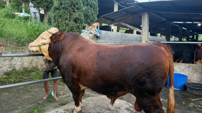 Sapi dengan bobot sekitar 1,1 hingga 1,2 ton terpilih oleh Presiden Prabowo untuk dikurbankan di Dayeuhkolot, Bandung, Jawa Barat. ANTARA/HO-Pemkab Bandung/aa.