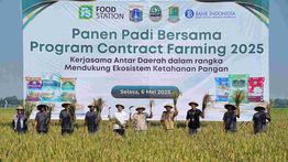 Pramono Dorong Swasembada Pangan Lewat Bantuan Pertanian dan Panen Raya di Karawang