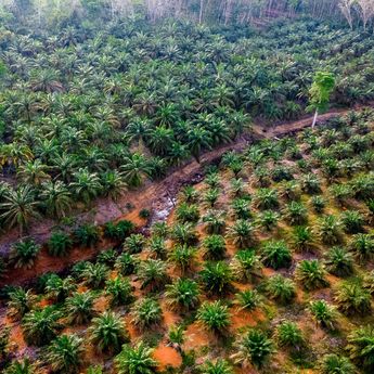 Pusat Studi Sawit IPB Dorong Percepatan PSR demi Produktivitas Nasional