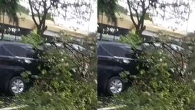 Beredar video memperlihatkan pohon tumbang akibat hujan deras mengguyur Jakarta hari ini. Hal tersebut menjadi viral di media sosial.