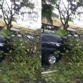 Viral Pohon Tumbang Menimpa Mobil Depan Stasiun Gambir