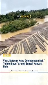 Viral, Ratusan Kayu Gelondongan Bak "Tulang Daun" Arungi Sungai Kapuas Hulu | NTVNEWSID