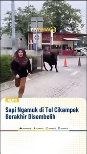 Sapi Ngamuk di Tol Cikampek Berakhir Disembelih | NTVNEWSID