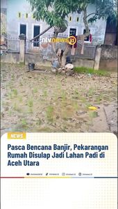 Pasca Bencana Banjir, Pekarangan Rumah Disulap Jadi Lahan Padi di Aceh Utara | NTVNEWSID
