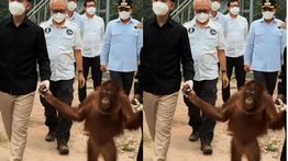 Apresiasi Wapres Gibran, Aktivis Dorong Langkah Konkret untuk Habitat Satwa