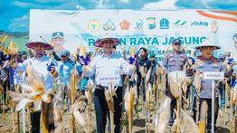 Pemerintah Siapkan Rp5 Triliun Untuk Serap 1 Juta Ton Jagung dari Petani