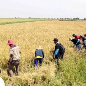 BRIN Dorong Pertanian Berbasis Data dan Teknologi AI