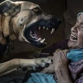 Biadab! Tentara Israel Perintahkan Anjing untuk Serang Wanita Lansia Palestina