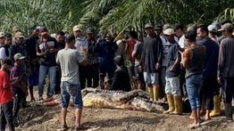 Niat Mancing, Pria Ini Malah Tewas Diterkam Buaya di Riau