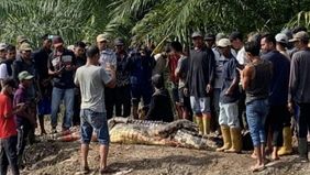 Nasib kurang baik dialami pria asal Riau bernama Yasim (68) setelah ditemukan tewas diterkam buaya saat sedang mancing ikan di Kelurahan Teluk Nilap, Kabupaten Rokan Hilir.