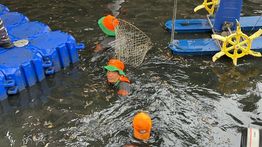 Pramono Ungkap Populasi Ikan Sapu-Sapu di Jakarta Capai 60 Persen