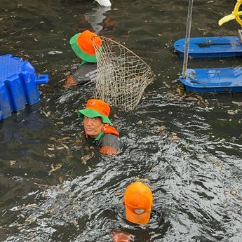 Pramono Ungkap Populasi Ikan Sapu-Sapu di Jakarta Capai 60 Persen