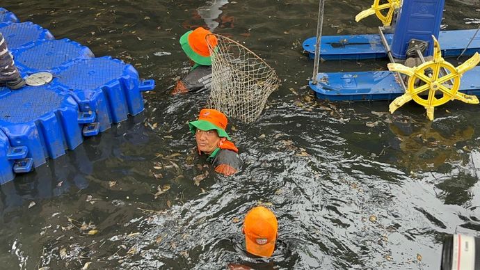 Penangkapan ikan sapu-sapu