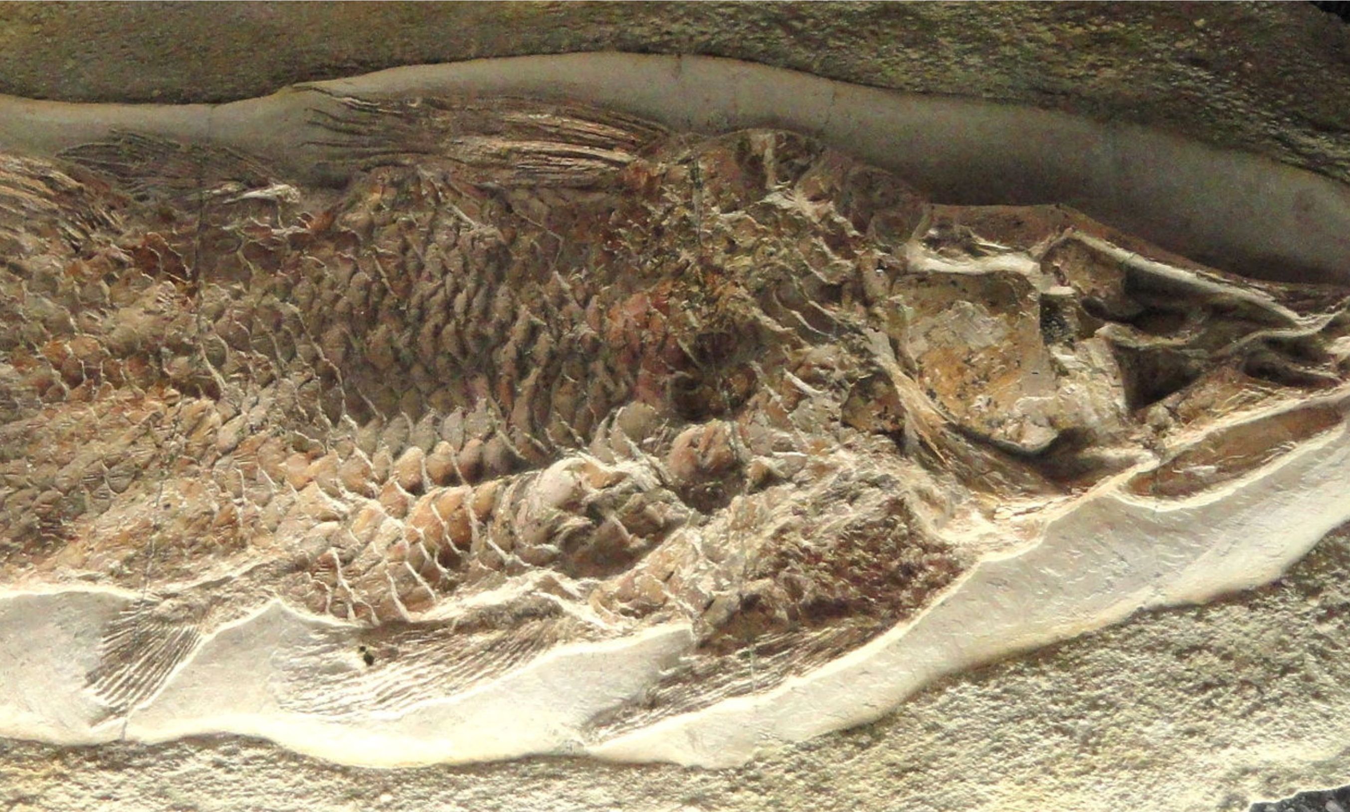 Ikan Purba <b>(Wikipedia)</b>