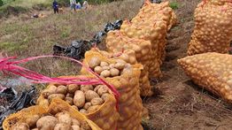 Produktivitas Kentang Kerinci Naik, Kementan Dorong Perluasan Pasar dan Hilirisasi