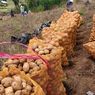 Produktivitas Kentang Kerinci Naik, Kementan Dorong Perluasan Pasar dan Hilirisasi