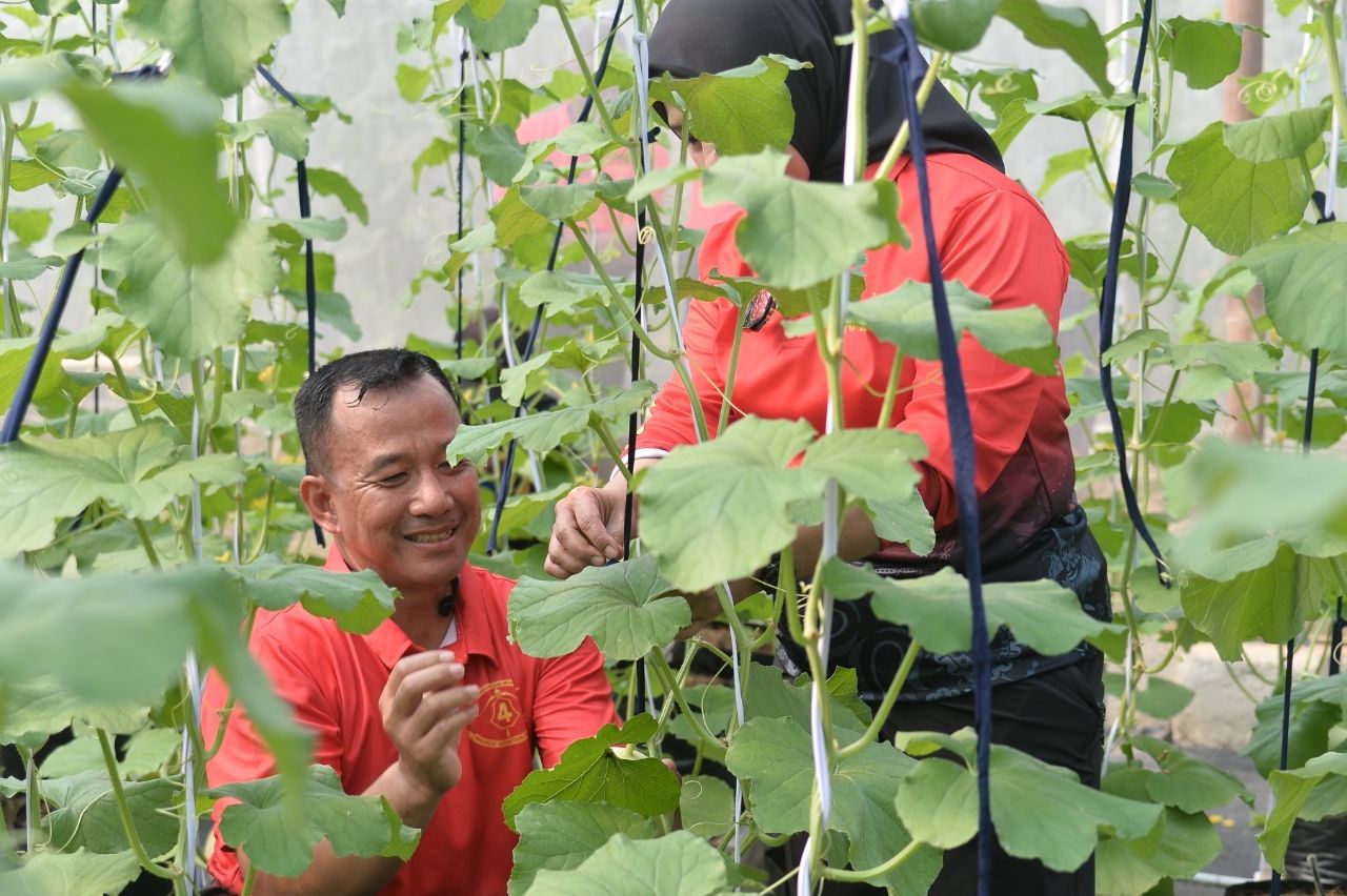 Komandan Brigif-4 mar/BS, Kolonel Marinir Supriyadi Tarigan saat panen melon <b>(Dokumentasi Brigif-4 mar/BS)</b>
