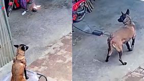 Beredar video memperlihatkan seekor anjing mematikan api yang terpasang di charger motor listrik. Hal ini menjadi viral di media sosial.
