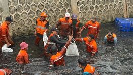 Operasi Ikan Sapu-Sapu di 5 Wilayah Jakarta, 6,98 Ton Ditangkap