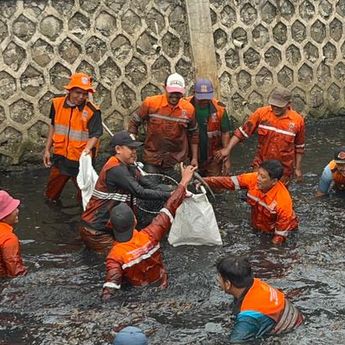 Operasi Ikan Sapu-Sapu di 5 Wilayah Jakarta, 6,98 Ton Ditangkap