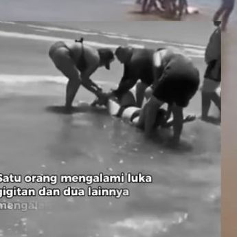 Ngeri, 4 Wisatawan Diserang Hiu Saat Bermain di Pantai