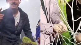 VIDEO: Bobotoh Preteli Rumput dan Jaring Gawang Stadion Gelora Bandung Lautan Api